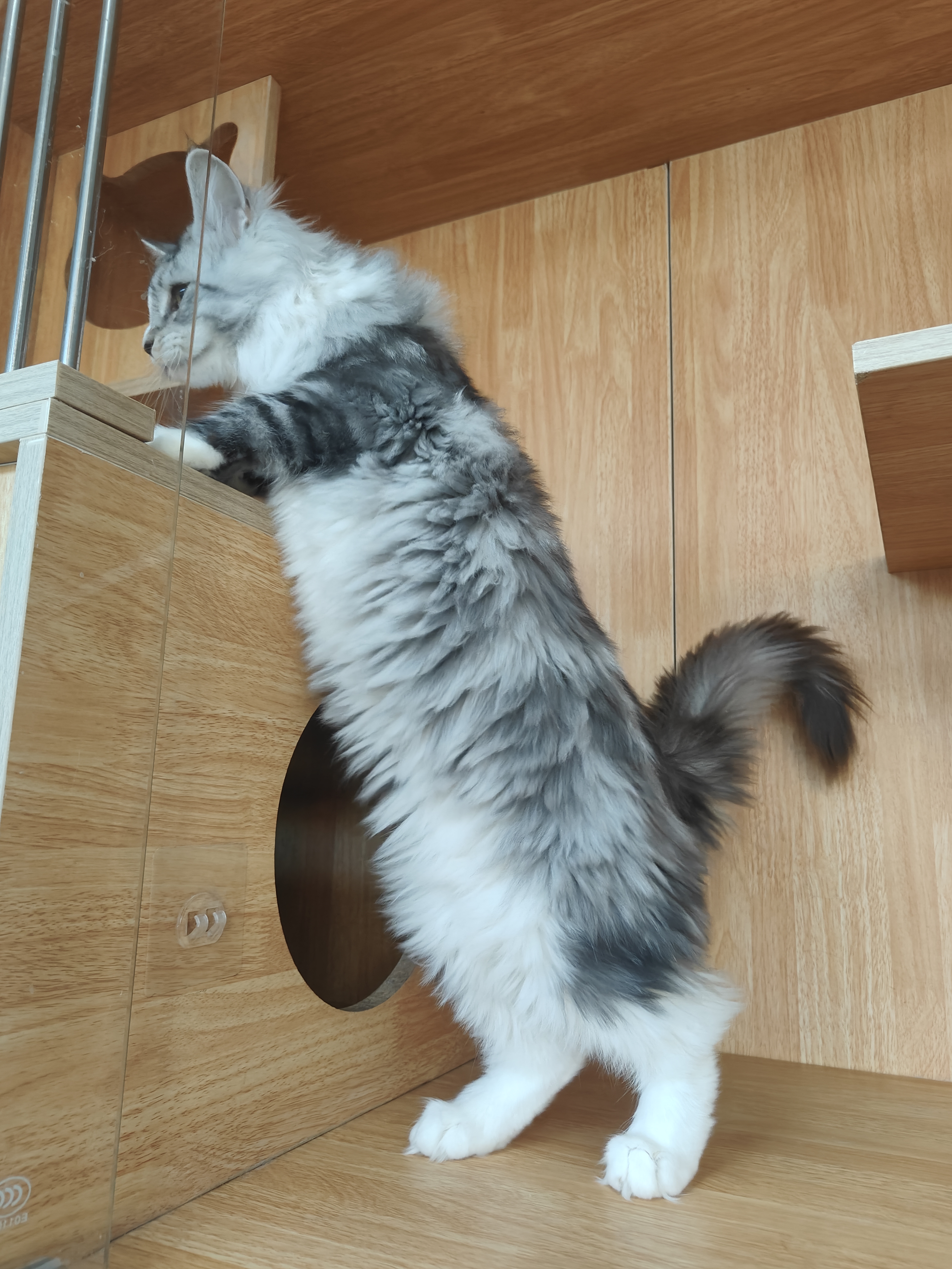 缅因猫银虎缅因猫妹妹无病无藓疫苗齐全包健康价格不贵大体型性格好